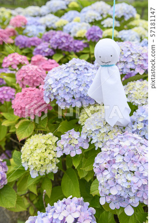 Hydrangea and tertel shaved 57181147