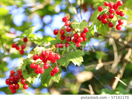 Ripe red viburnum berries on a branch against the background of a blurred autumn garden and blue sky, close-up. Ripe red viburnum berries on a branch against the background of a blurred autumn garden and blue sky, close-up. 57181170