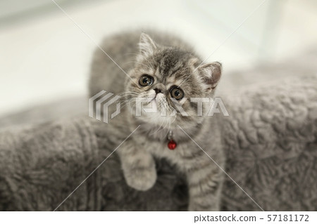 異國情調的短髮 異國情調的短髮 57181172