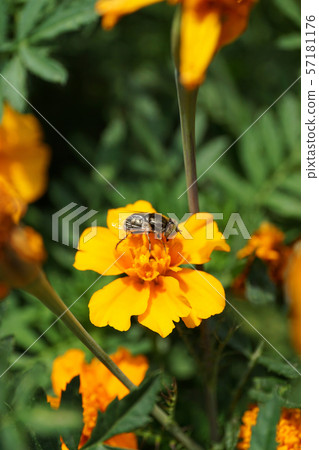 Macro flower Caucasian fly hoverfly Eristalinus Macro flower Caucasian fly hoverfly Eristalinus 57181176