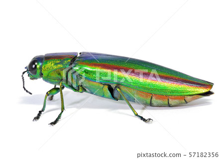 Buprestidae (depth synthesis) 57182356