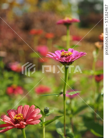 Wild crape myrtle in Korea 57182487