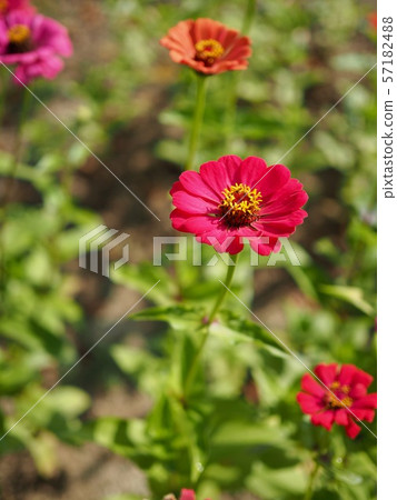 Wild crape myrtle in Korea Wild crape myrtle in Korea 57182488