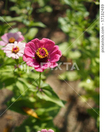 Wild crape myrtle in Korea 57182489