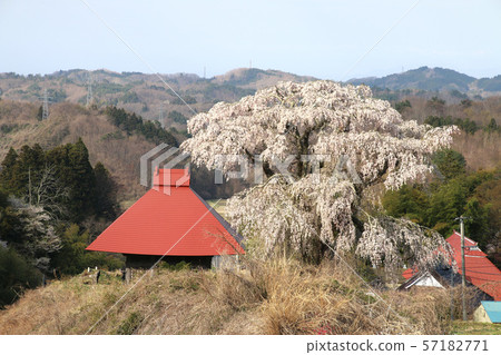 Tenno cherry blossoms in Yamada (Tamura City, Fukushima Prefecture) Tenno cherry blossoms in Yamada (Tamura City, Fukushima Prefecture) 57182771