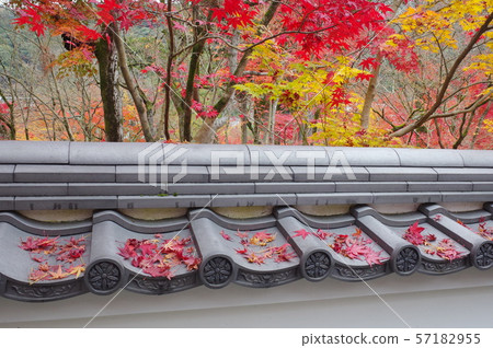 Autumn leaves of Eikan-do Autumn leaves of Eikan-do 57182955