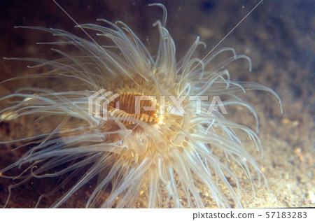 mouth of a anemone mouth of a anemone 57183283