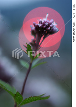 Tottori walk in autumn autumn flowers 57183402