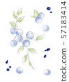藍莓插圖 57183414