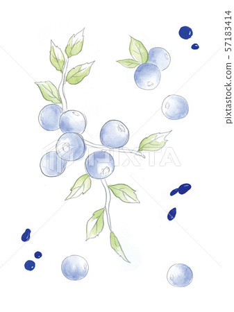 Blueberry illustration 57183414