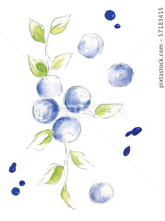 藍莓插圖 藍莓插圖 57183415