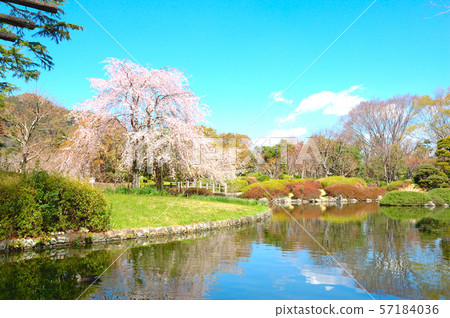 Shizuoka city area Johoku Park weeping cherry 57184036