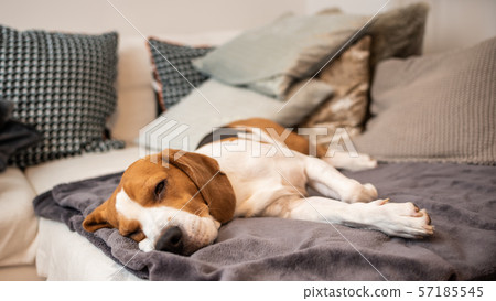 Sleeping beagle on the sofa in living room Sleeping beagle on the sofa in living room 57185545
