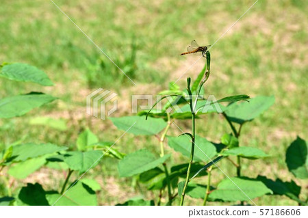 棲息在草的公Akahane 棲息在草的公Akahane 57186606