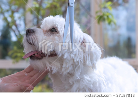 Closeup side view of grooming a white dog 57187818