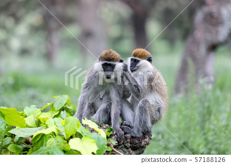 Vervet monkey familyin Awasa, Ethiopia 57188126