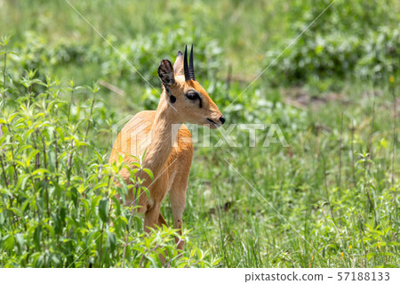 Oribi antelope Ethiopia, Africa wildlife 57188133