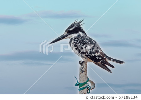 Pied Kingfisher bird, Ethiopia, Africa wildlife 57188134