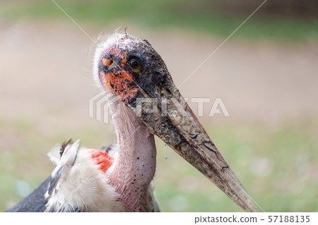 The marabou stork Ethiopia Africa wildlife The marabou stork Ethiopia Africa wildlife 57188135