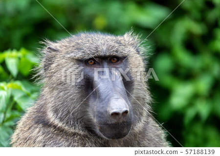 chacma baboon head, Ethiopia, Africa wildlife chacma baboon head, Ethiopia, Africa wildlife 57188139