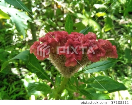 Wool flower 57188311