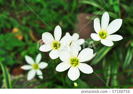 白色Tamasdale花 白色Tamasdale花 57188758