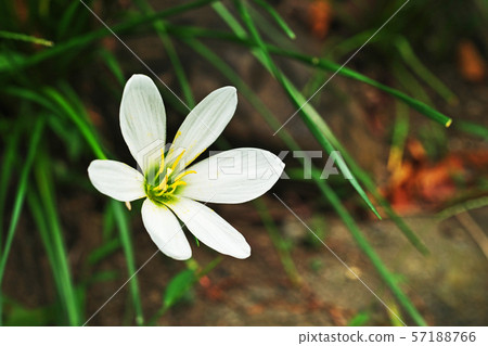 白色Tamasdale花 白色Tamasdale花 57188766