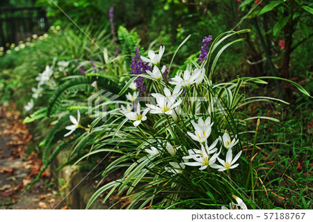 白色Tamasdale花 白色Tamasdale花 57188767