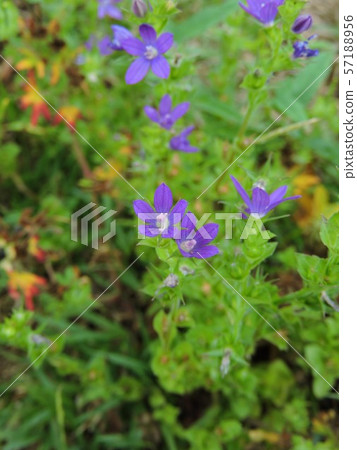 Flying snow Flying snow 57188956