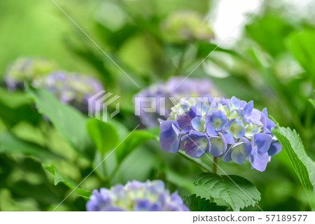  繡球 57189577