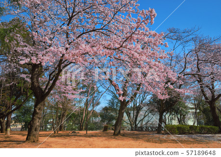 千葉縣柏市柏市公園的櫻花 57189648