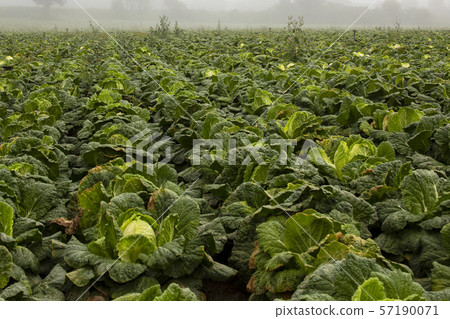 韓國風景 57190071