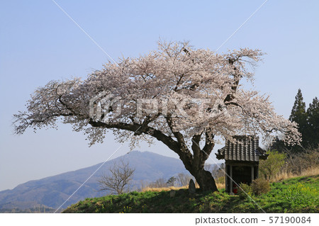 Ozawa cherry blossoms (Tamura City, Fukushima Prefecture) 57190084