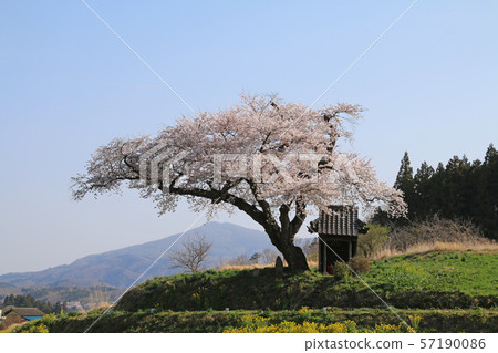 小澤櫻花(福島縣田村市) 小澤櫻花(福島縣田村市) 57190086