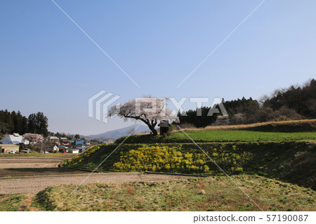 小澤櫻花(福島縣田村市) 小澤櫻花(福島縣田村市) 57190087