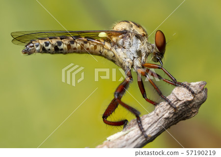 robber fly and prey in nature 57190219