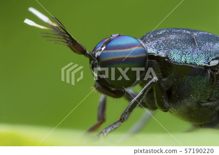 extreme magnified soldier fly head and eyes extreme magnified soldier fly head and eyes 57190220
