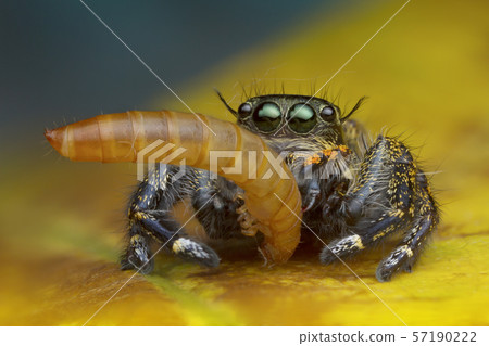 macro view image of jumping spider eating worm on yellow leaf background in nature macro view image of jumping spider eating worm on yellow leaf background in nature 57190222