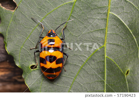 Okinawa bug 57190423