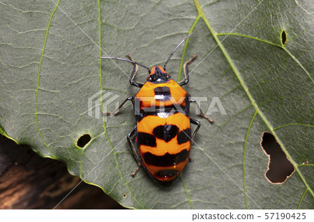 沖繩蟲子 57190425