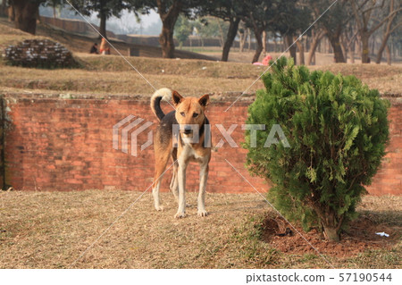 孟加拉國的狗 57190544