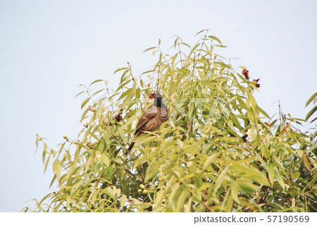 Wild birds of Bangladesh Wild birds of Bangladesh 57190569