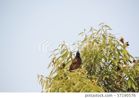 Wild birds of Bangladesh Wild birds of Bangladesh 57190576