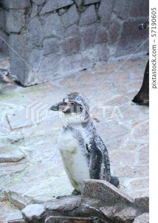Humboldt Penguin Humboldt Penguin 57190605