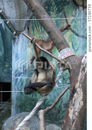 Spider monkey Spider monkey 57190739