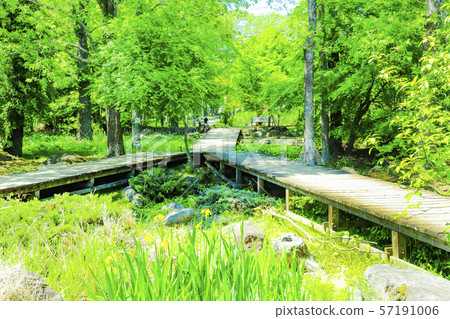 [山梨縣北斗市]新鮮的綠色三分鍾春天公園 57191006