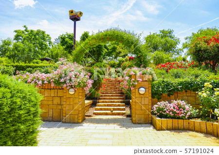 [Yamanashi Prefecture] Heidi village in early summer Rose Garden 57191024