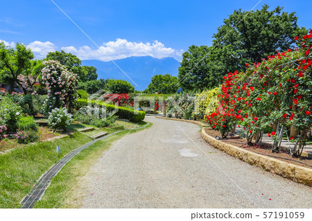 [Yamanashi Prefecture] Heidi village in early summer, Rose Garden and Southern Alps 57191059