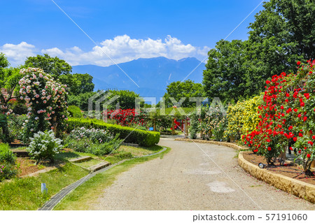 [Yamanashi Prefecture] Heidi village in early summer, Rose Garden and Southern Alps 57191060