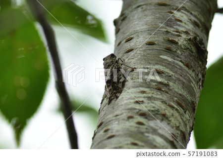 Nice toy Nice toy 57191083